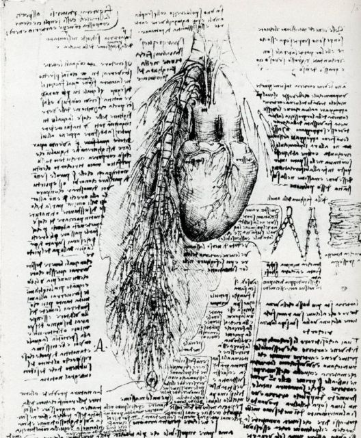 Leonardo da Vinci, tavola anatomica